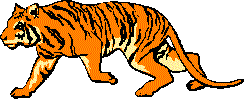 tiger.gif (6454 bytes)